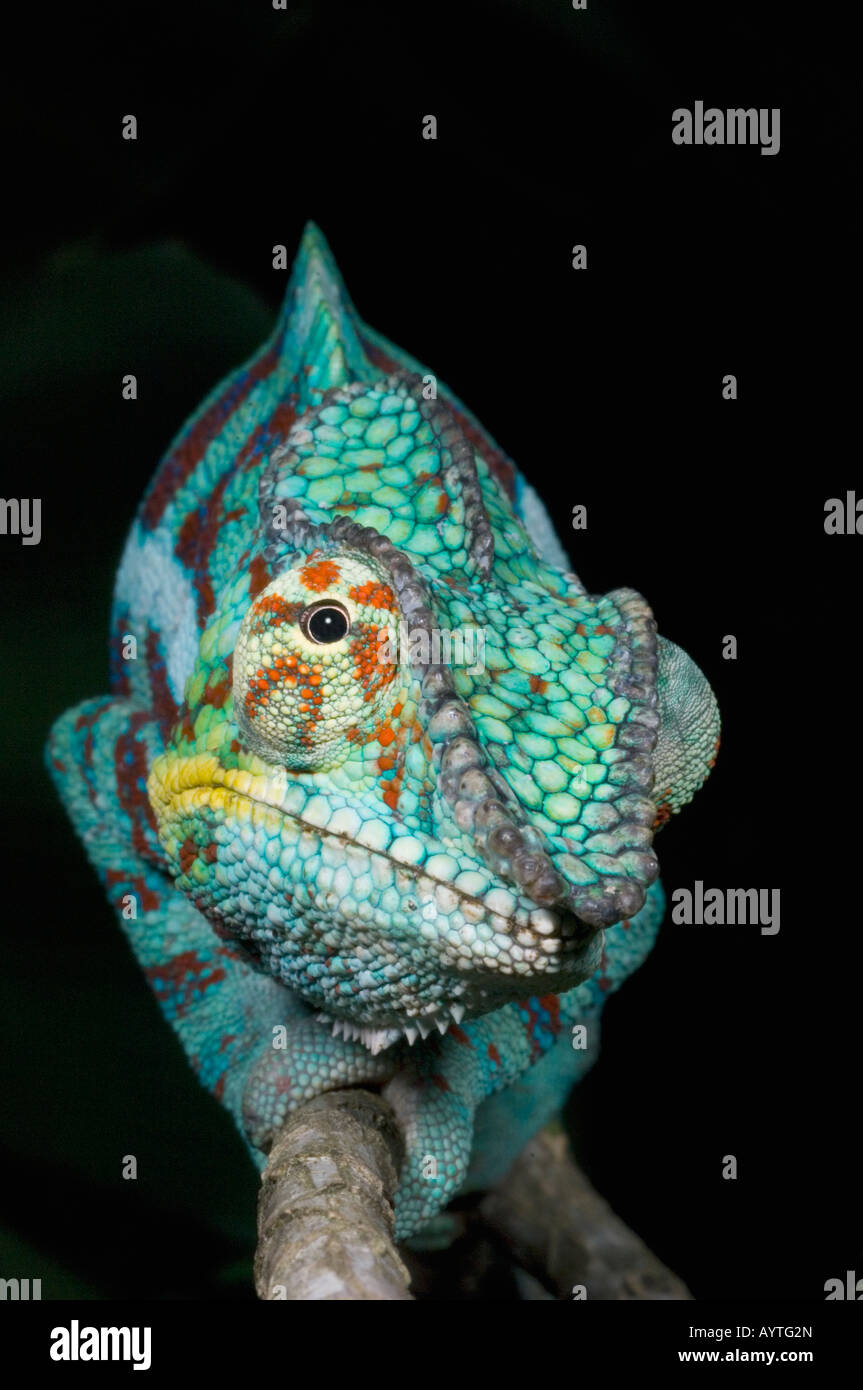 Panther Chameleon (Furcifer pardalis) Male, WESTERN MADAGASCAR Stock Photo