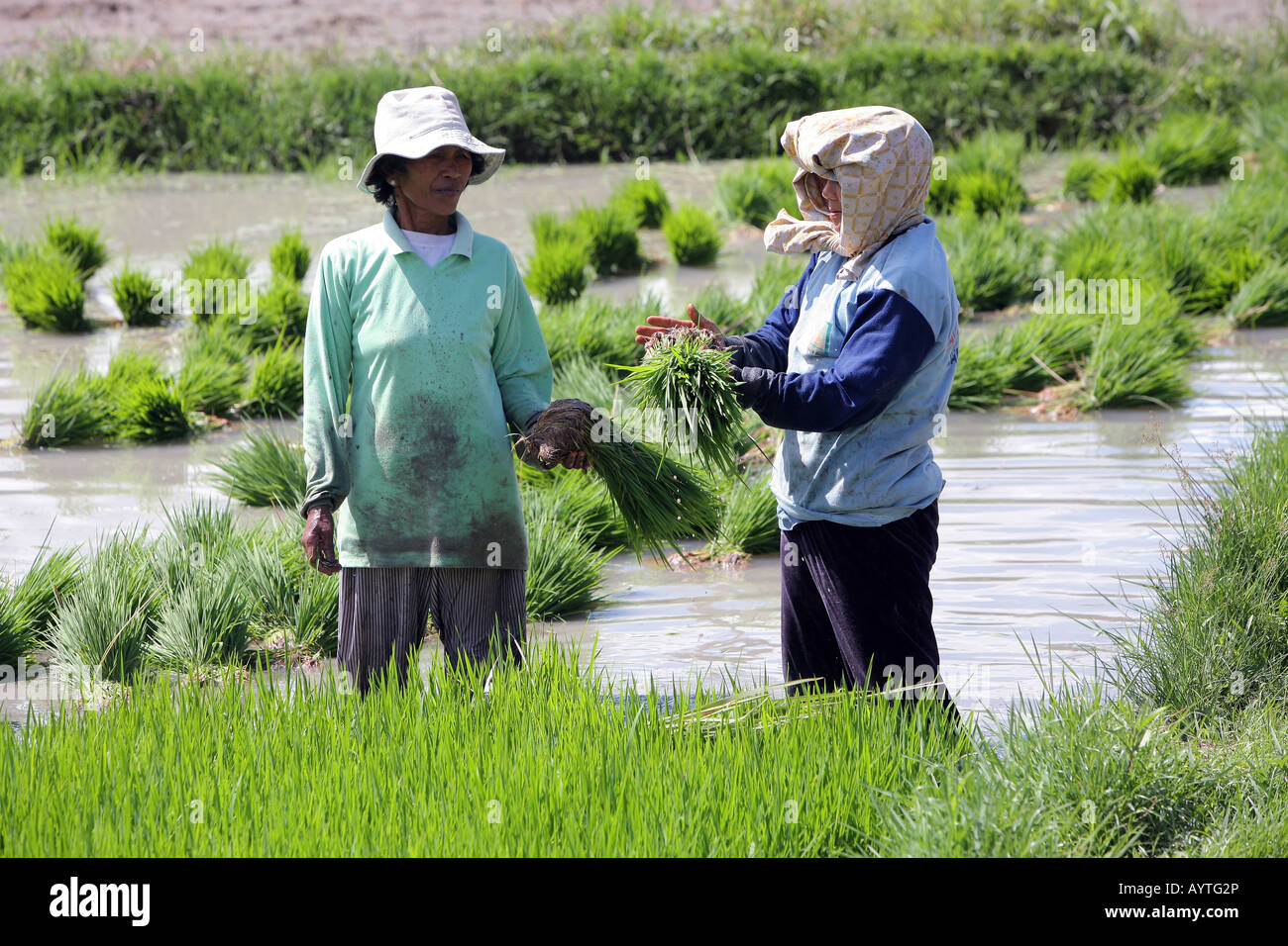 Indonesia: women planting rice seedlings, Sulawesi Island near Rantepao Stock Photo