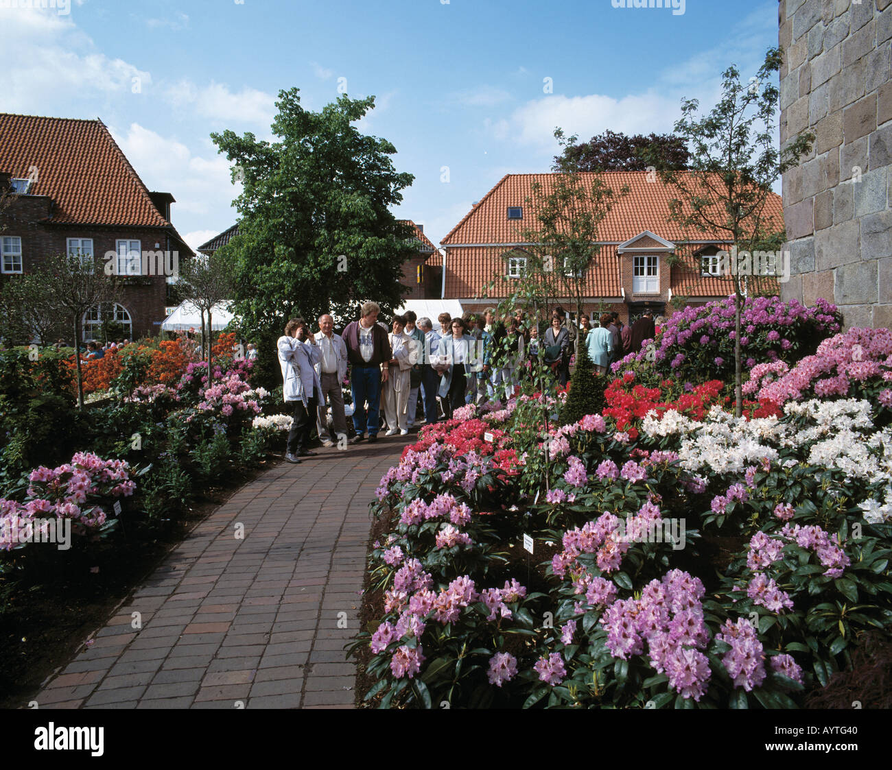 Rhododendronausstellung in Westerstede, Ammerland, Niedersachsen Stock  Photo - Alamy