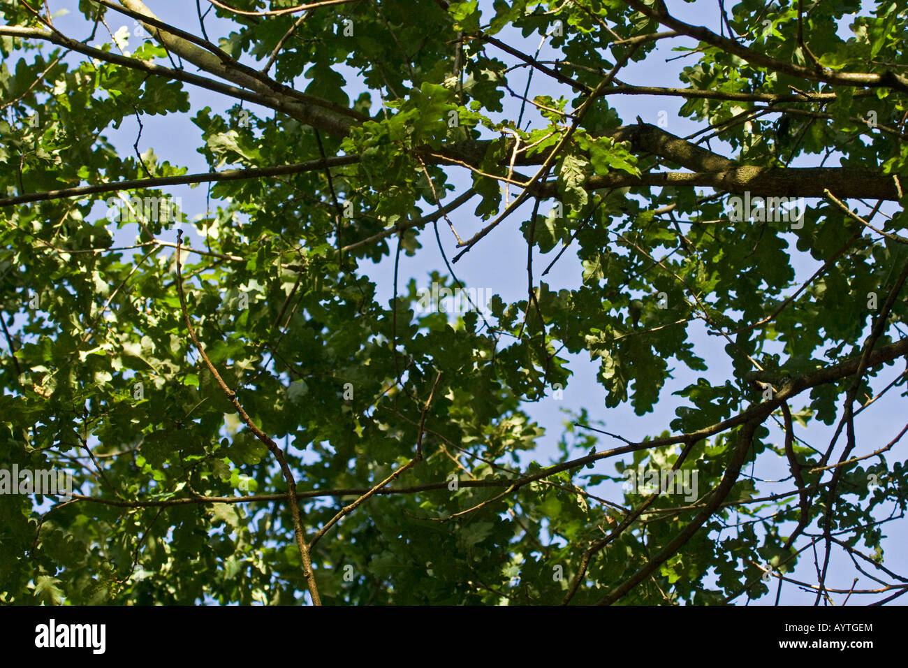 green oak leafs - Quercus Stock Photo