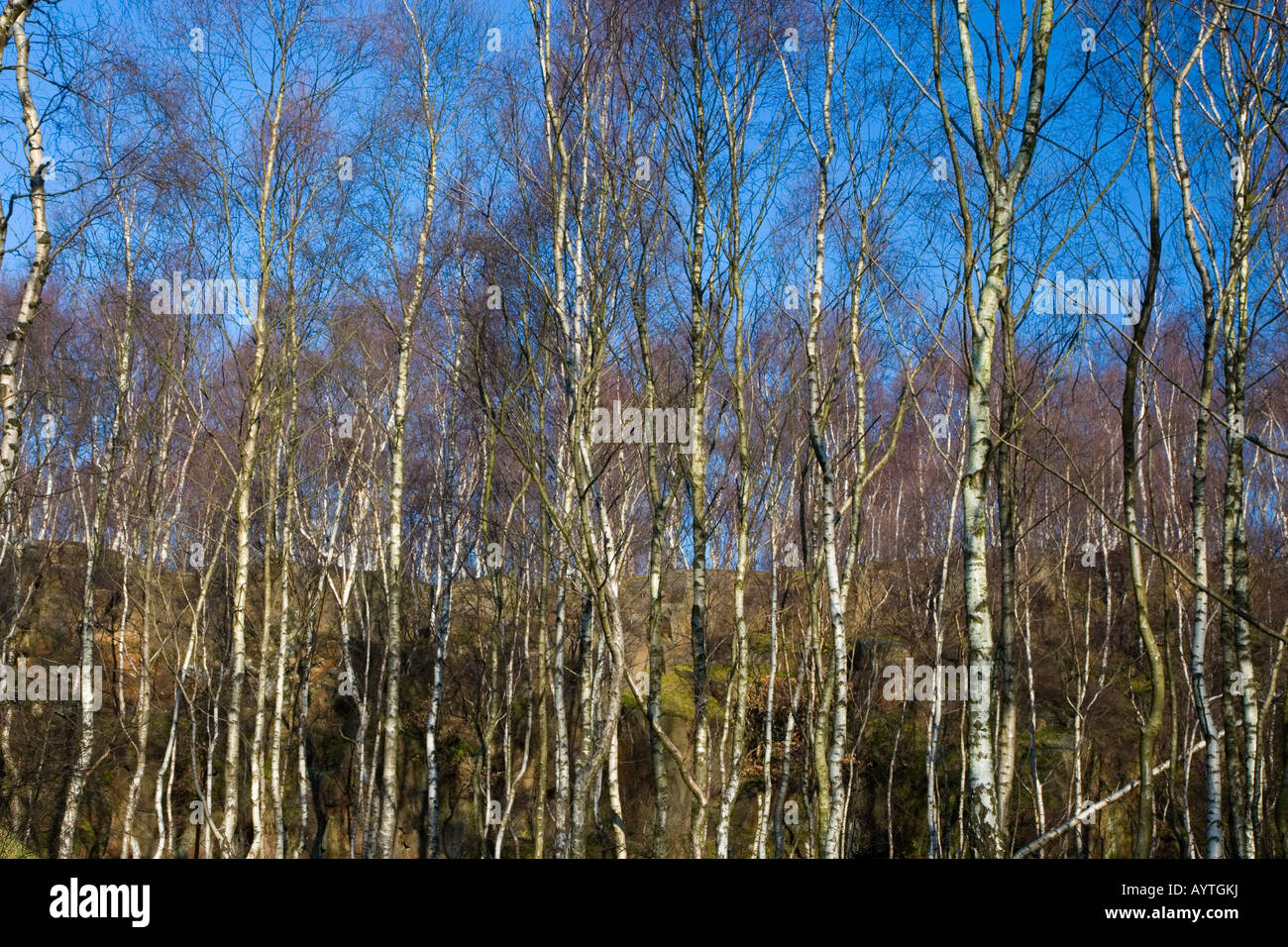 Silver Birch Trees at Bolehill Wood a disused Quarry near Grindleford in the Peak District Stock Photo