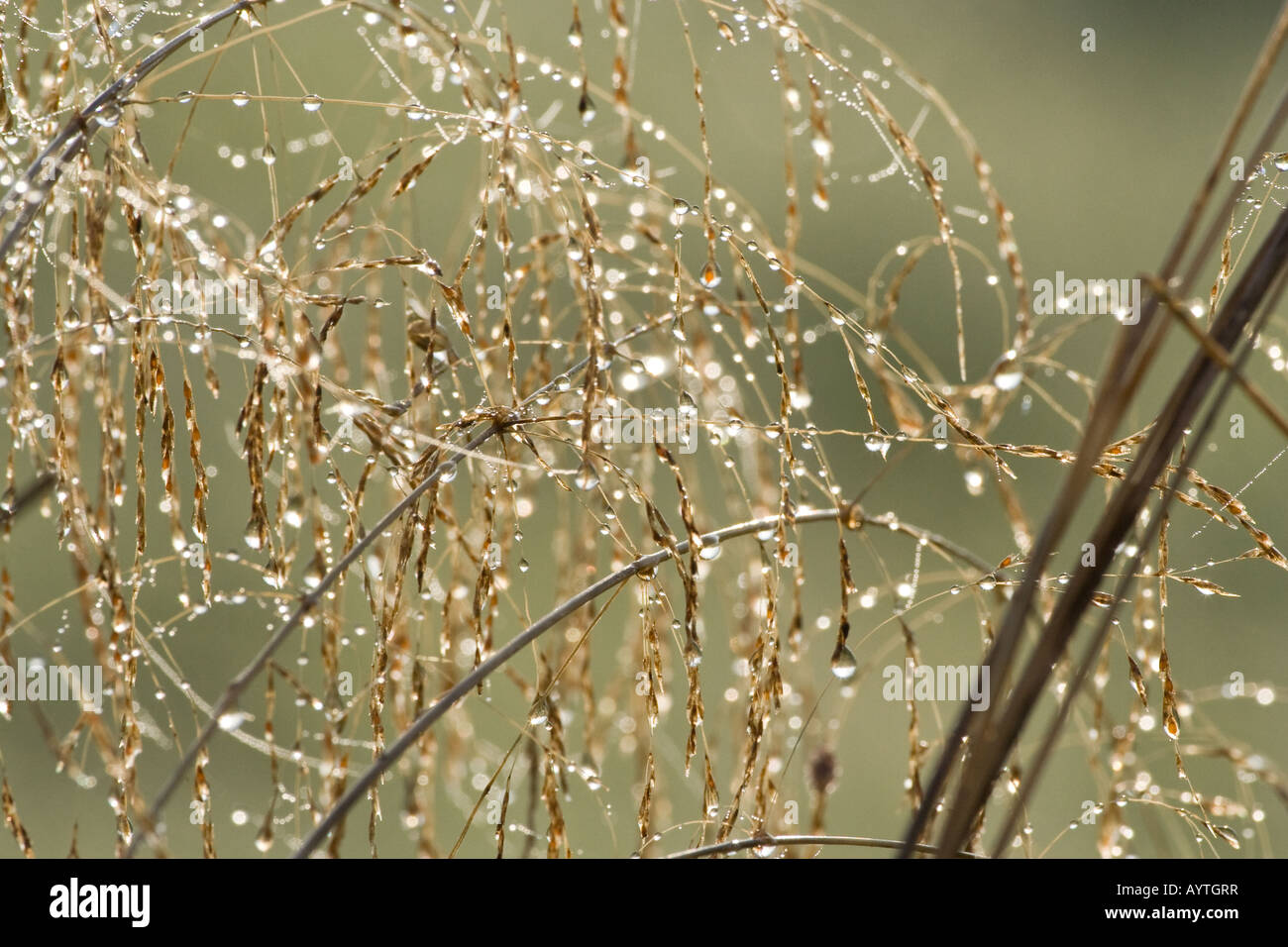 morning dew on sedges - Cyperaceae Stock Photo