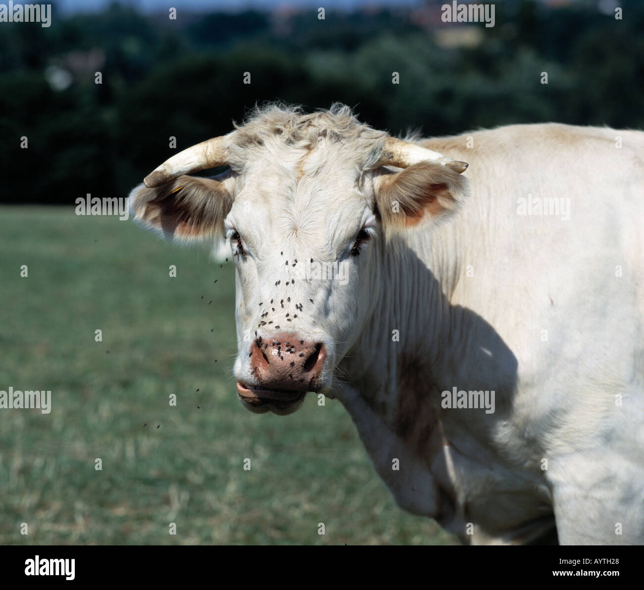 Germany, North Rhine-Westphalia, Ruhr area, D-Bochum, bulls on a pasture, white, meadow landscape, ox, oxes, bull, cow, cows, cattle, animal, animals, animal world, fauna, agriculture, agrarian country, farming, cattle farming, cattle breeding, stock farm Stock Photo