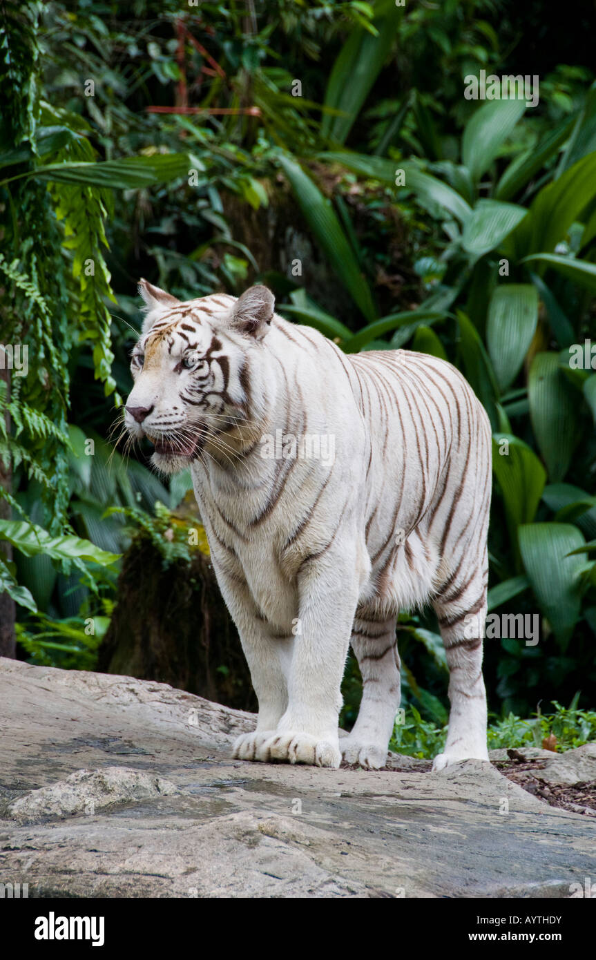 Orange and White Bengal Tigers Stock Photo - Alamy