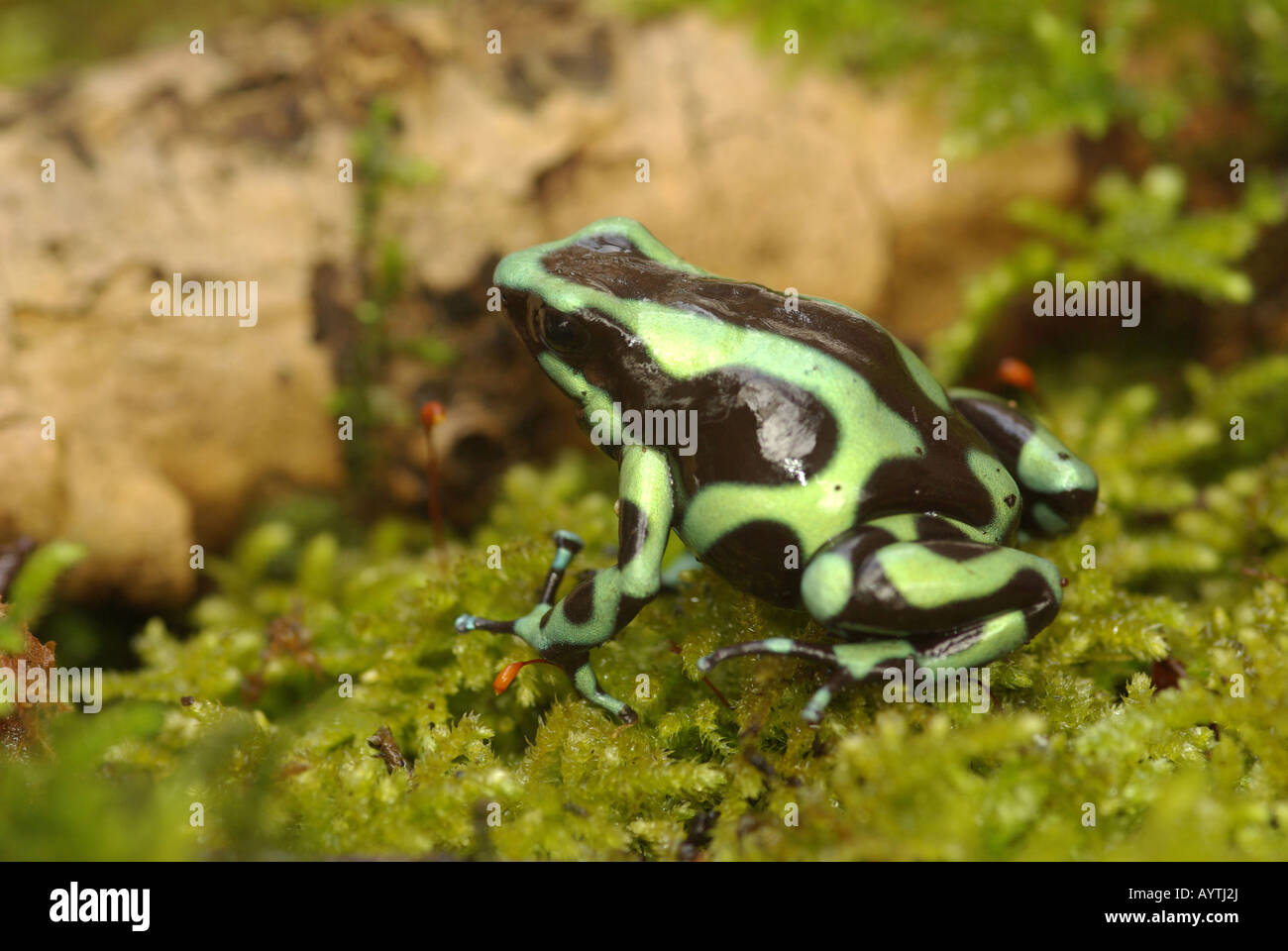 A species of poison arrow (or poison dart) frog, Dendrobates auratus Stock Photo