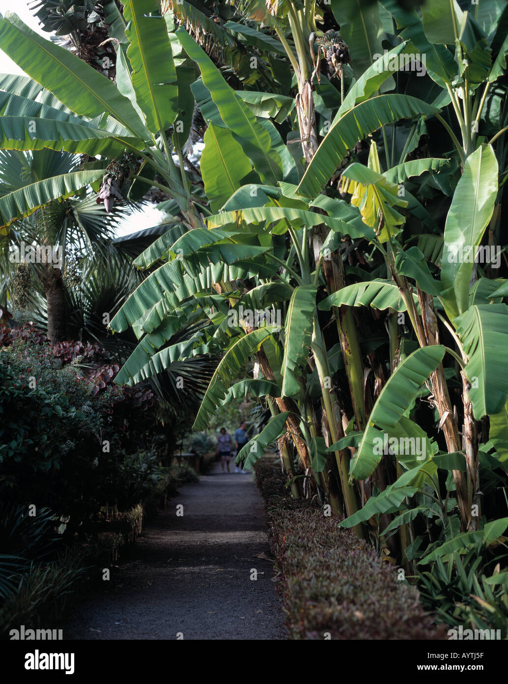 Botanischer Garten, Bananenbaum, La Orotava, Teneriffa, Kanarische