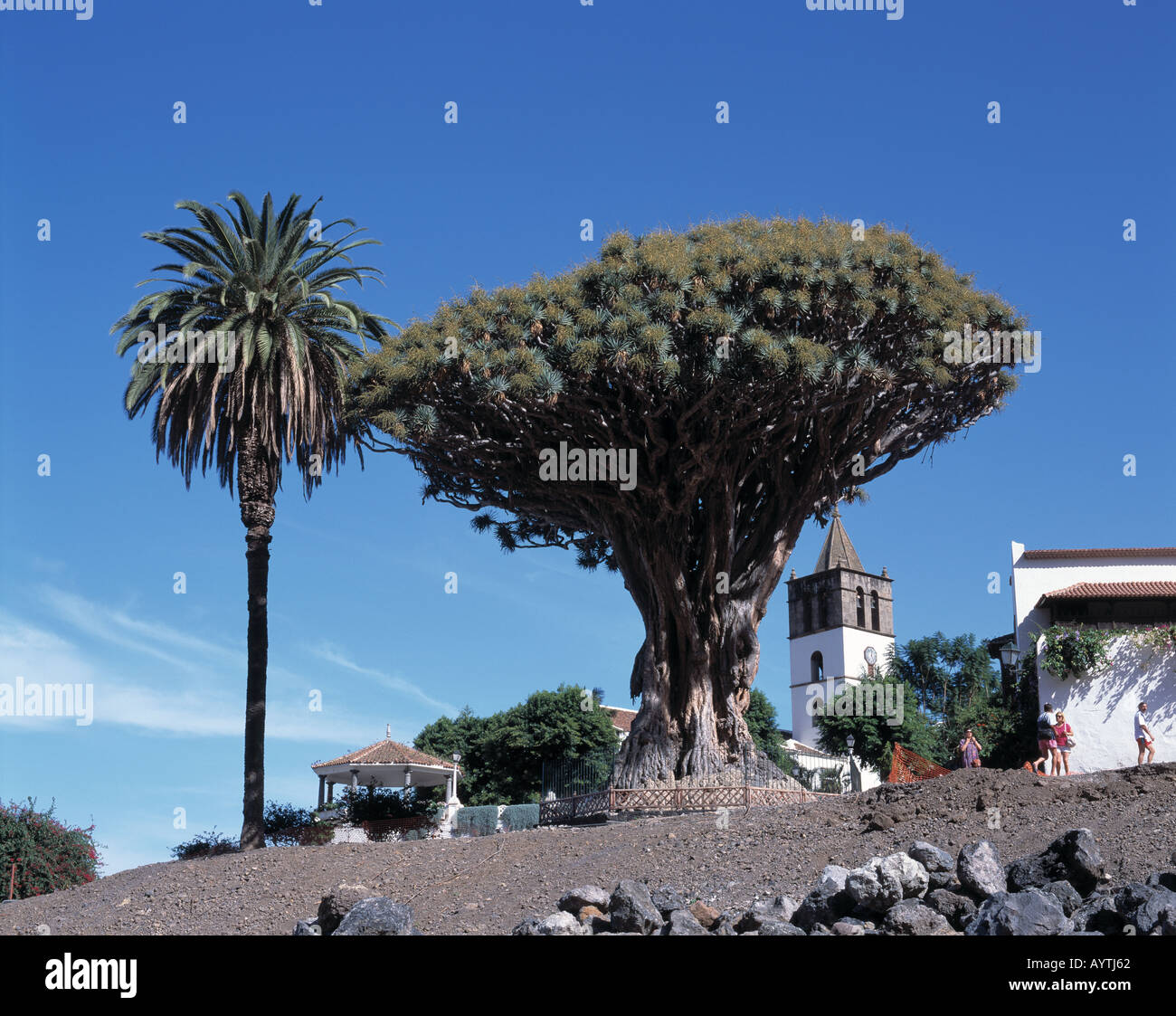 Drachenbaum, 3000 Jahre alt, Palme, San Marcos-Kirche, Icod de los Vinos,  Teneriffa, Kanarische Inseln Stock Photo - Alamy