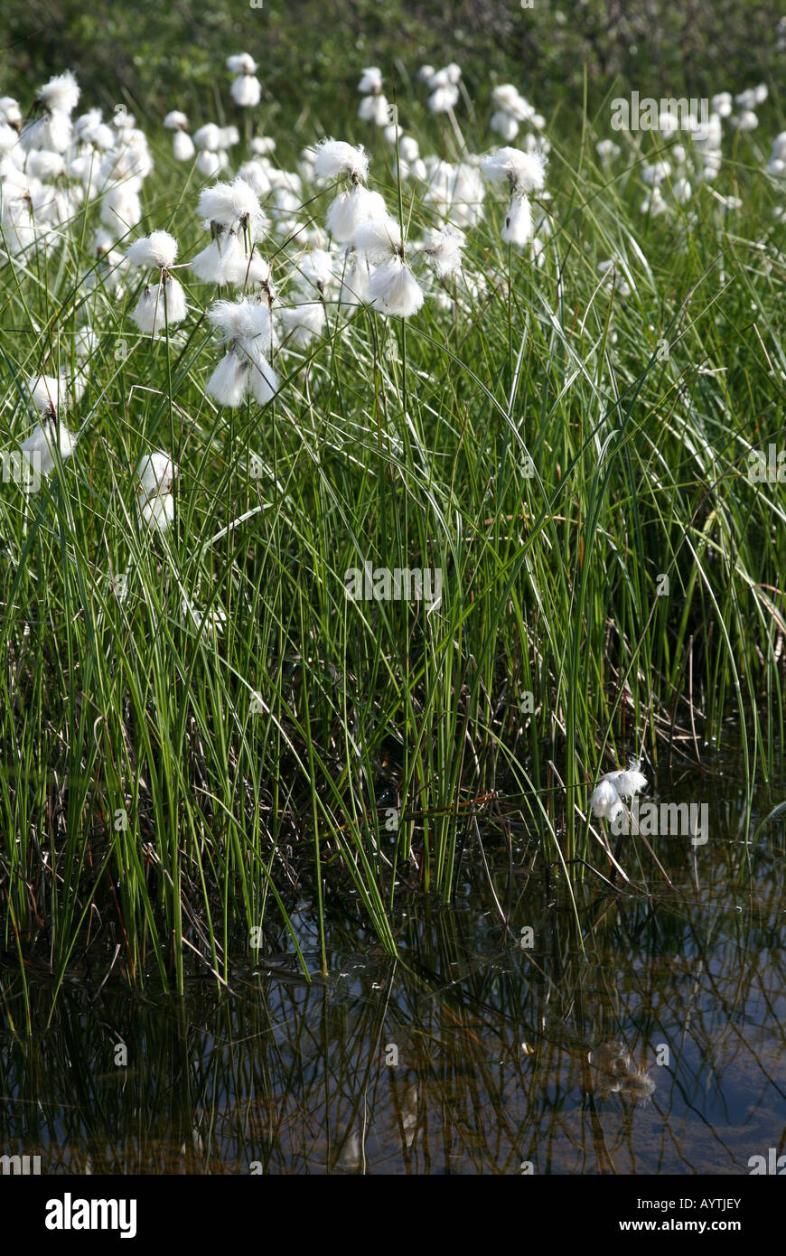 Coldswamp cotton grass (Eriophorum polystachion) in the Khibiny mountains of the Kola Peninsula, Russia Stock Photo