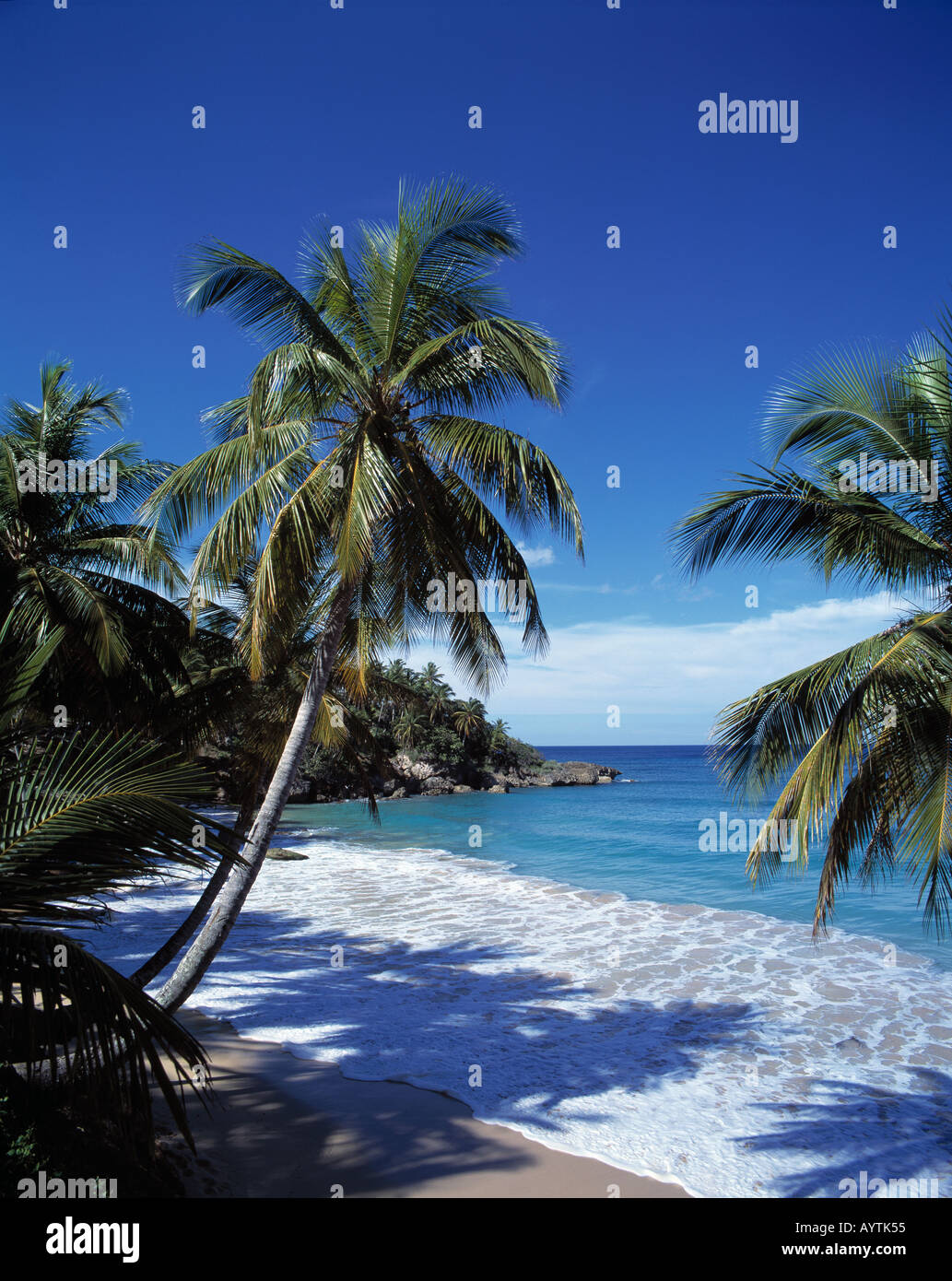 Palmen am Meer an der Playa Cabarete, Dominikanische Republik Stock Photo -  Alamy