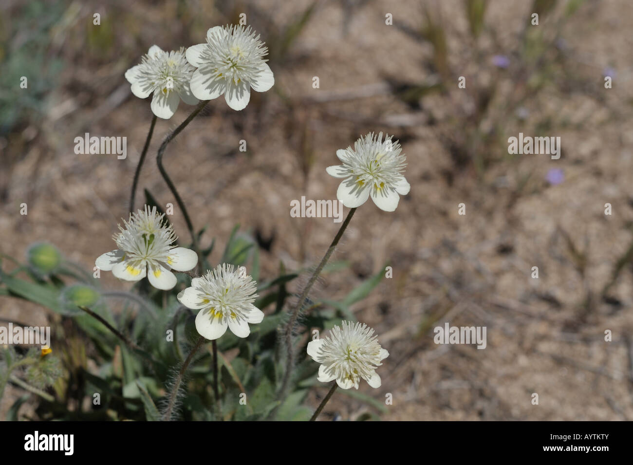 Poppy Reserve Antelope Valley CA Stock Photo