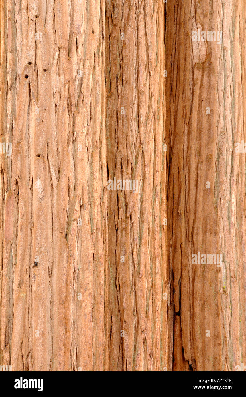 Three giant redwood trees Stock Photo