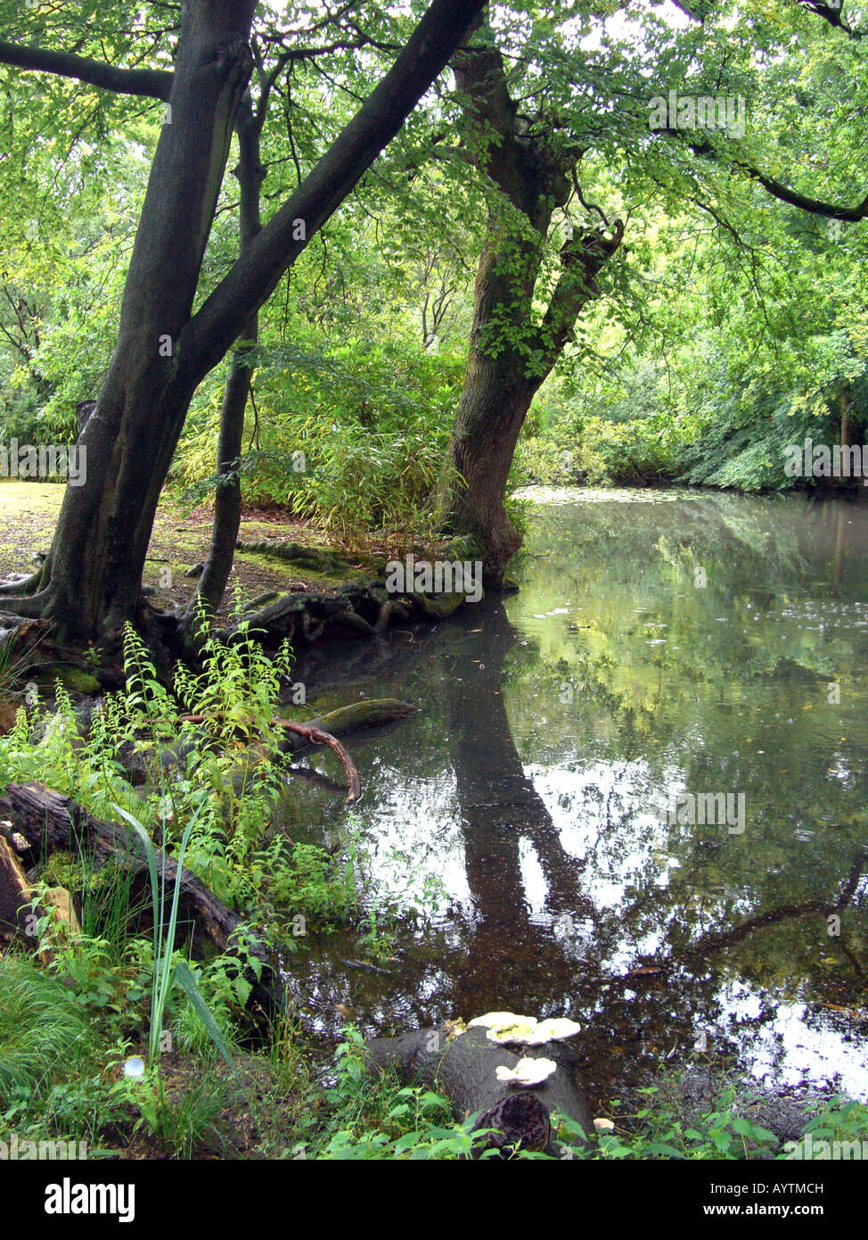 Water in Epping Forest Stock Photo Alamy