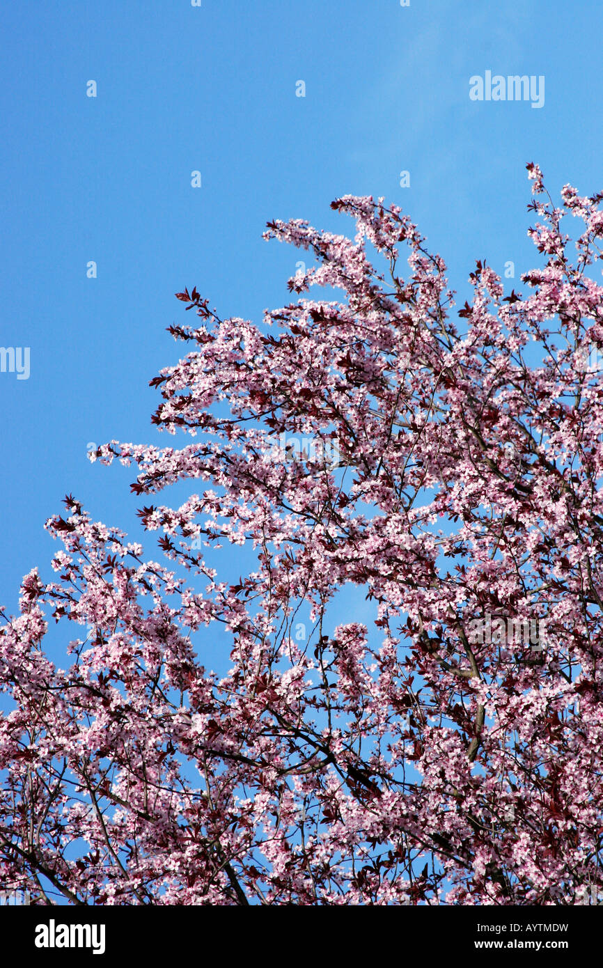 Cherry blossoms the bringer of spring Stock Photo