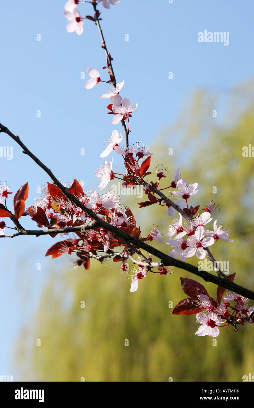 Close up of cherry blossom flowers Stock Photo