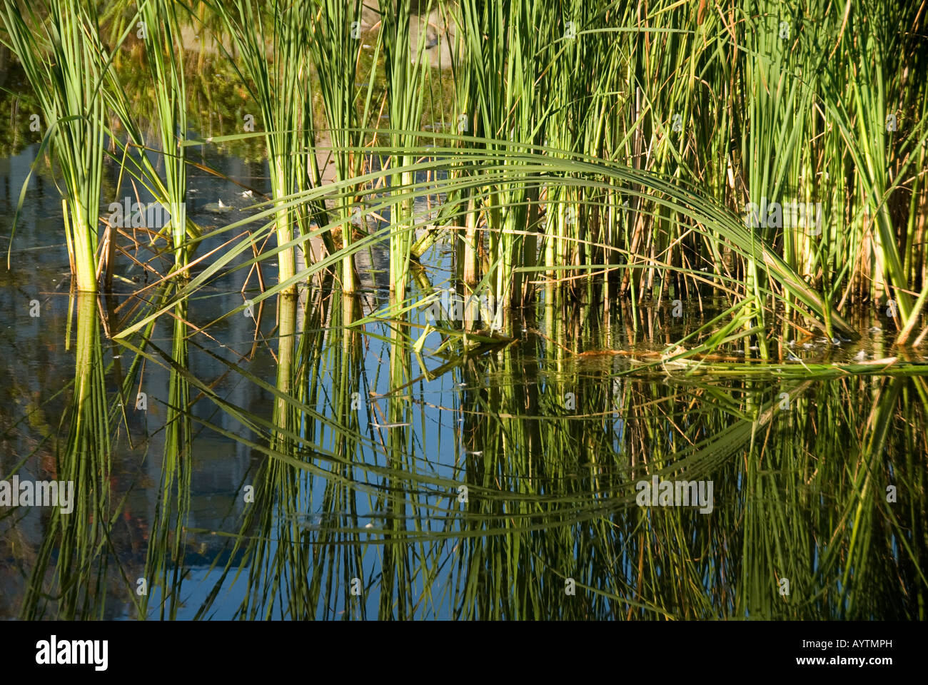 Bent reeds hi-res stock photography and images - Alamy