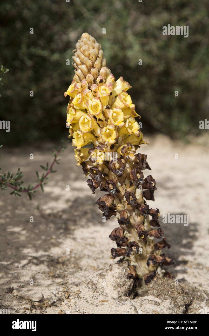Yellow Broomrape (Cistanche phelipaea; Orobanche family) Stock Photo