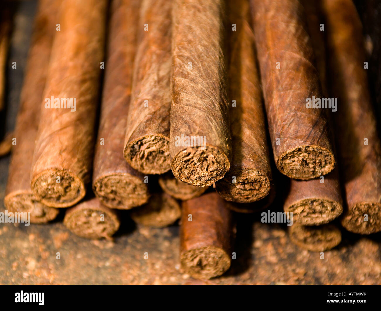 handmade freshly rolled cigars dominican republic tobacco Stock Photo