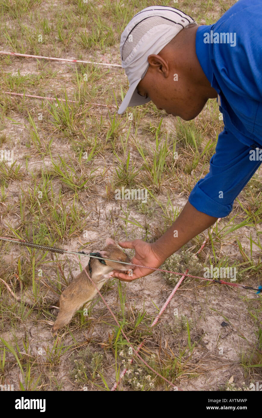 APOPO project in Mozambique , Training rats to sniff out landmines Stock Photo
