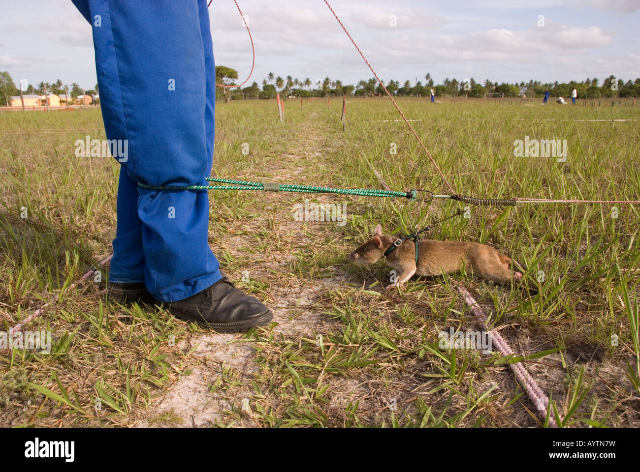 APOPO project in Mozambique , Training rats to sniff out landmines Stock Photo