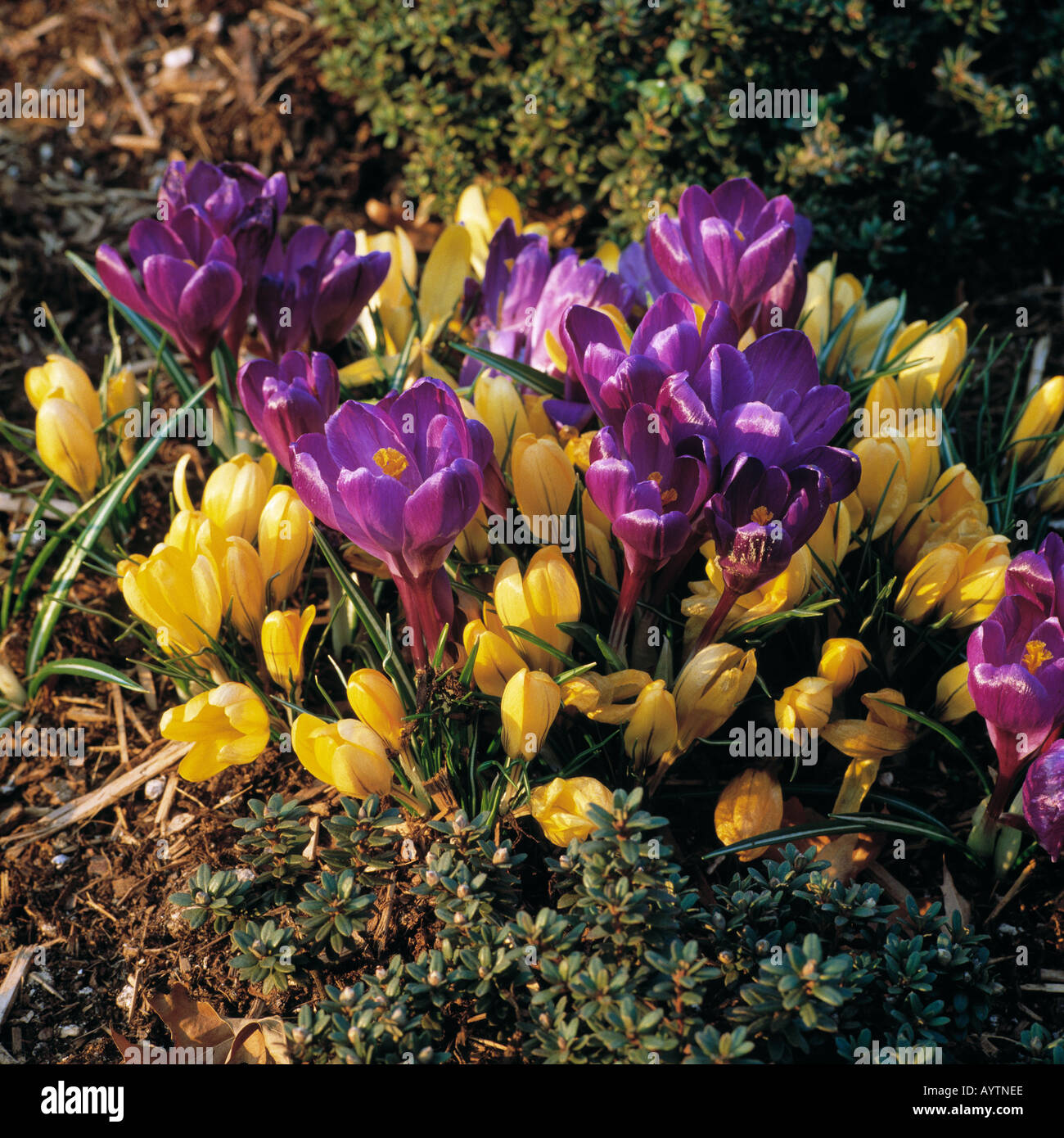 bluehende Krokusse Stock Photo