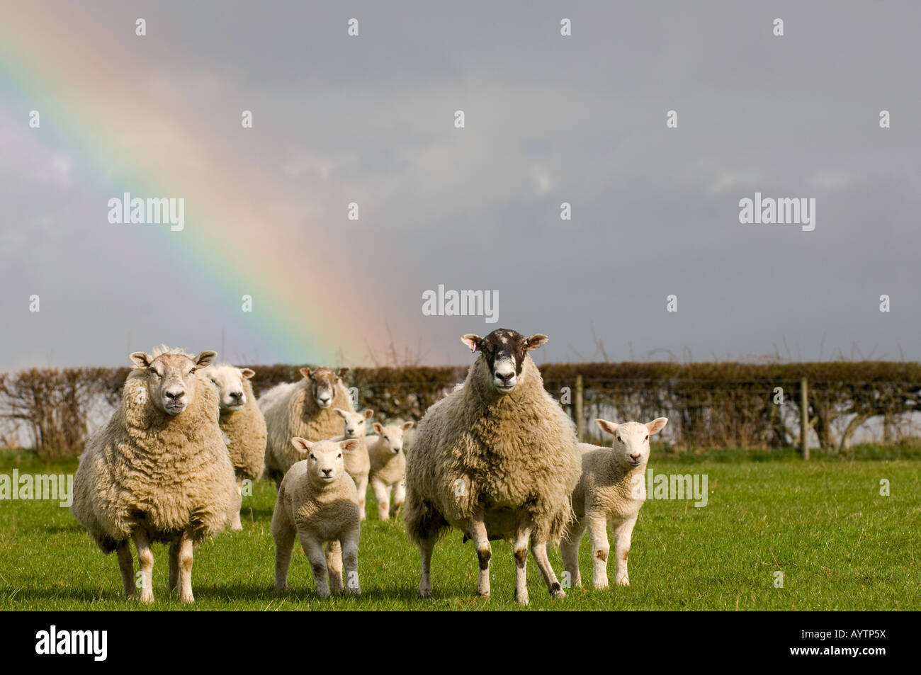 Mule and Texel crossbred ewes and lambs in field at the end of a rainbow Eppleby Co Durham Stock Photo