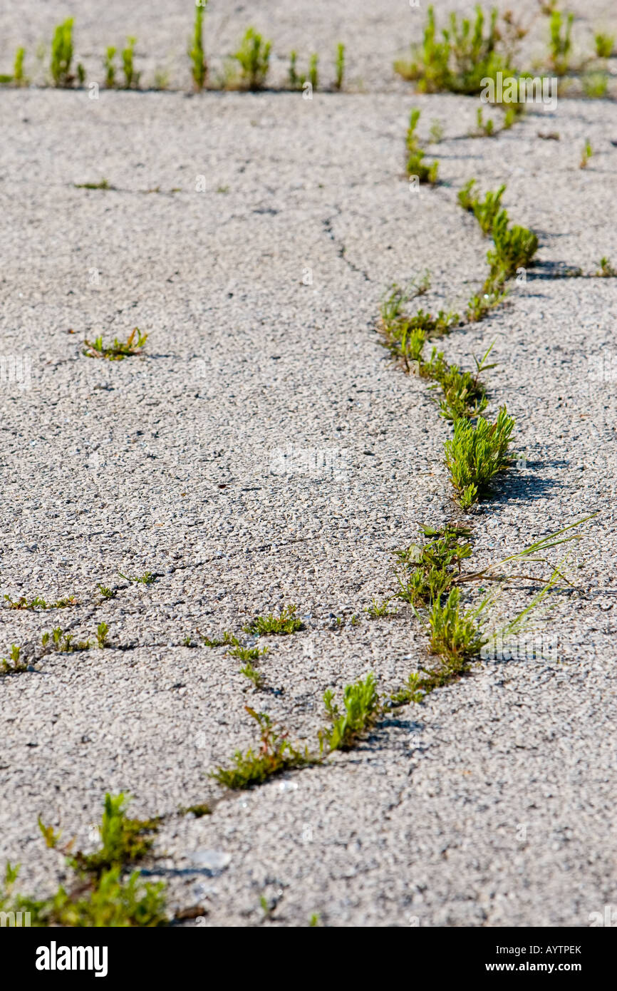 Grass grows in a crack in the pavement of a parking lot Stock Photo Alamy