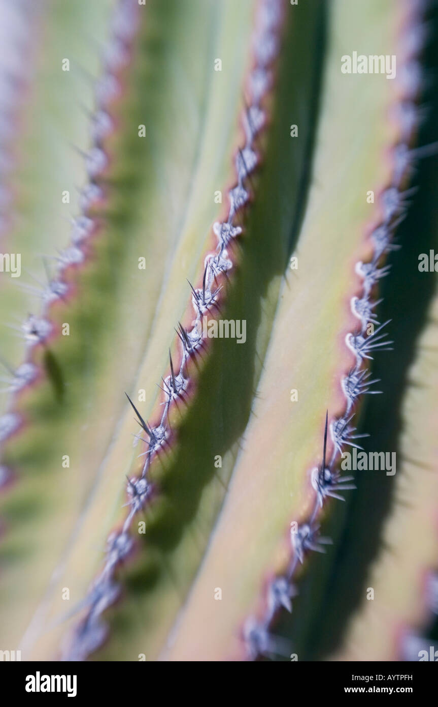 Cardon Cactus (Pachycereus pringlei) detail of spines and ribs, WILD, Baja California, MEXICO Stock Photo