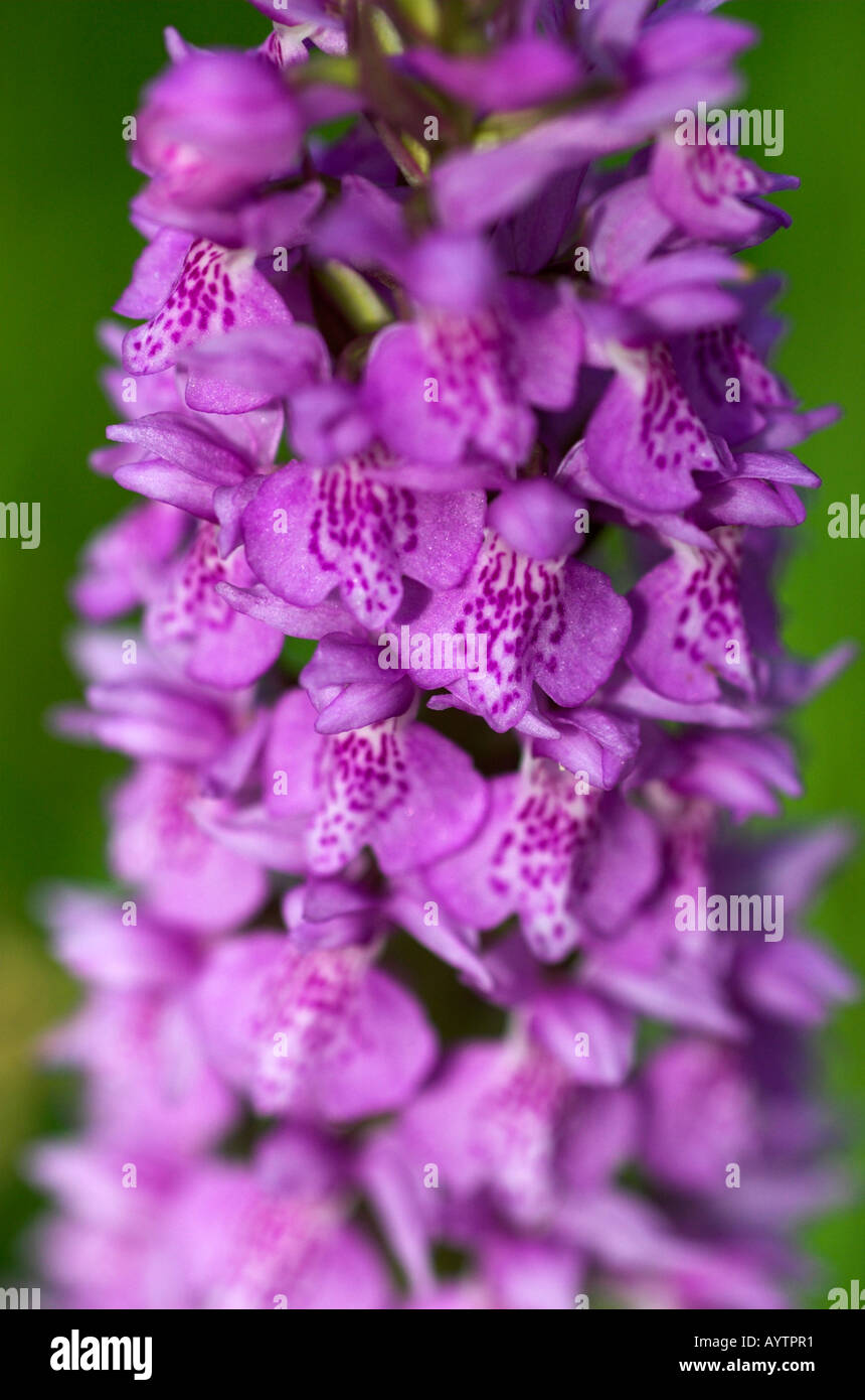 Common Spotted Orchid Stock Photo