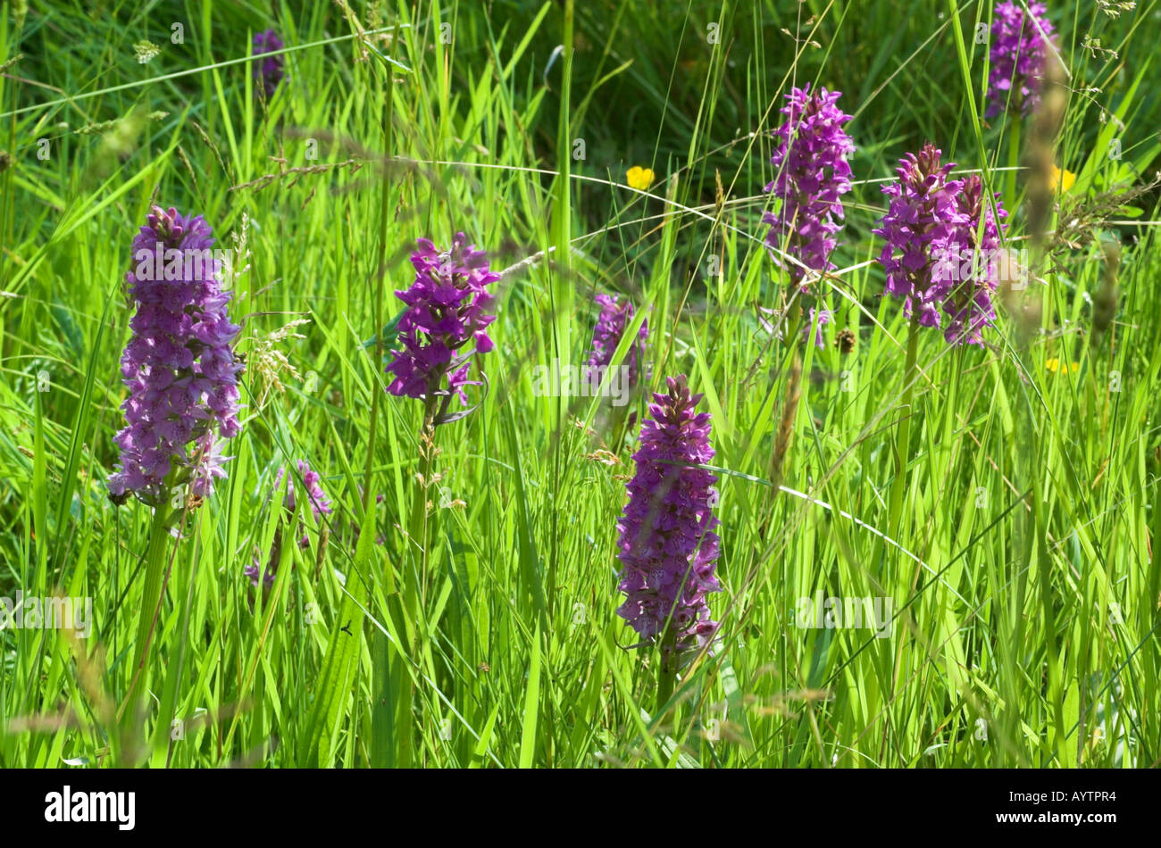 Common Spotted Orchids Stock Photo