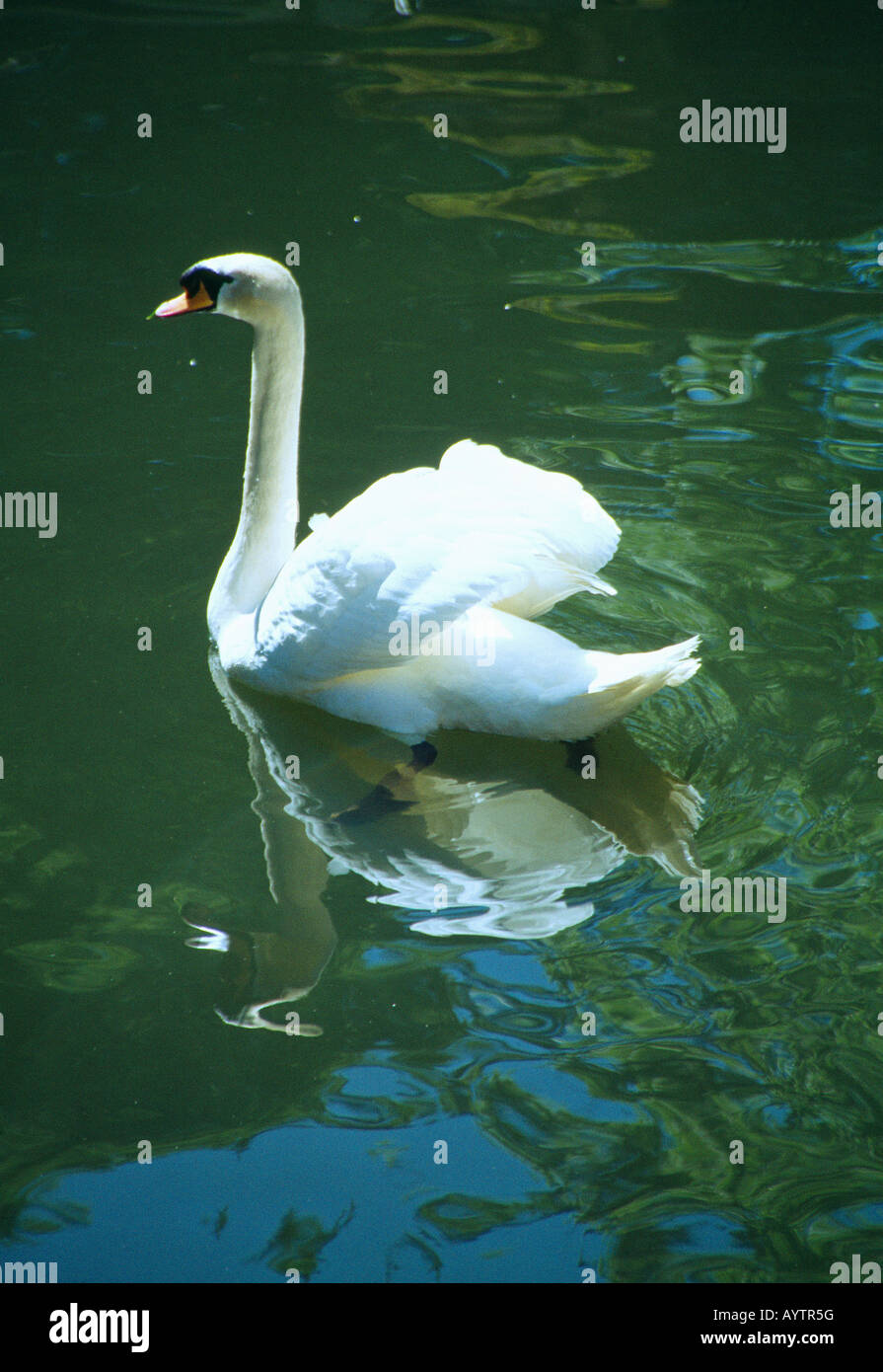 White swan. La Granja gardens. San Ildefonso. Segovia province. Castile Leon. Spain. Stock Photo