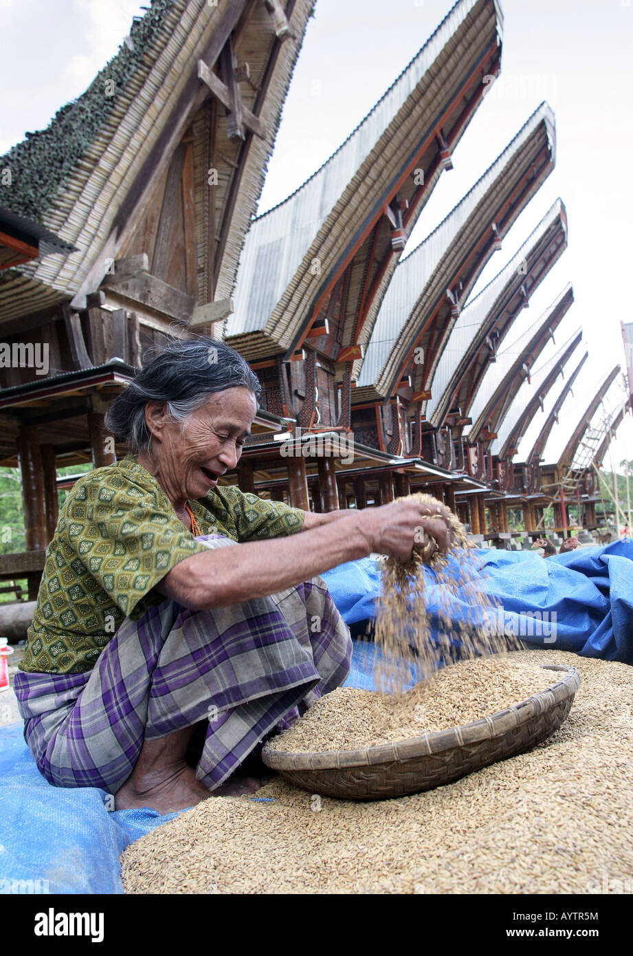 Indonesia: woman cleaning rice in front of Tongkonan houses (rice storage houses). Sulawesi Island near Rantepao Stock Photo