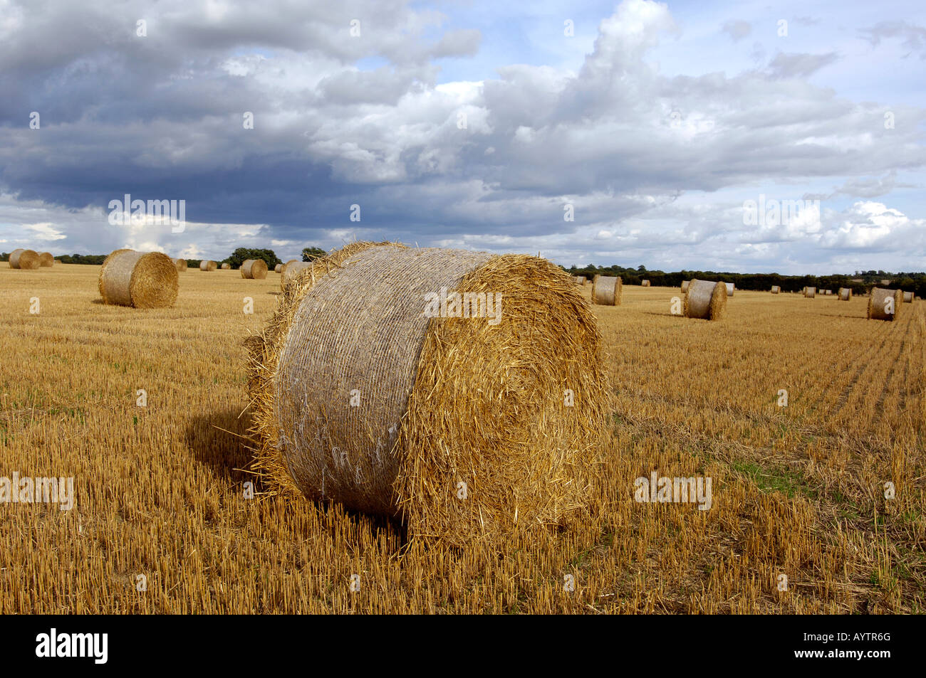 Circular hay bales of straw under storm clouds in oxfordshire farm ...