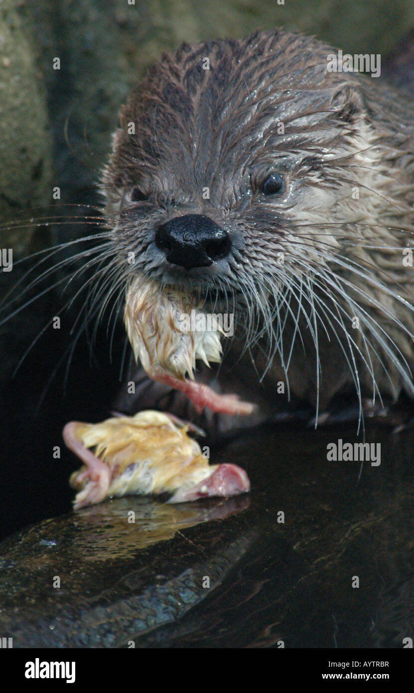 Canadian river otter (Lutra canadensis) eating chickens at Prague Zoo