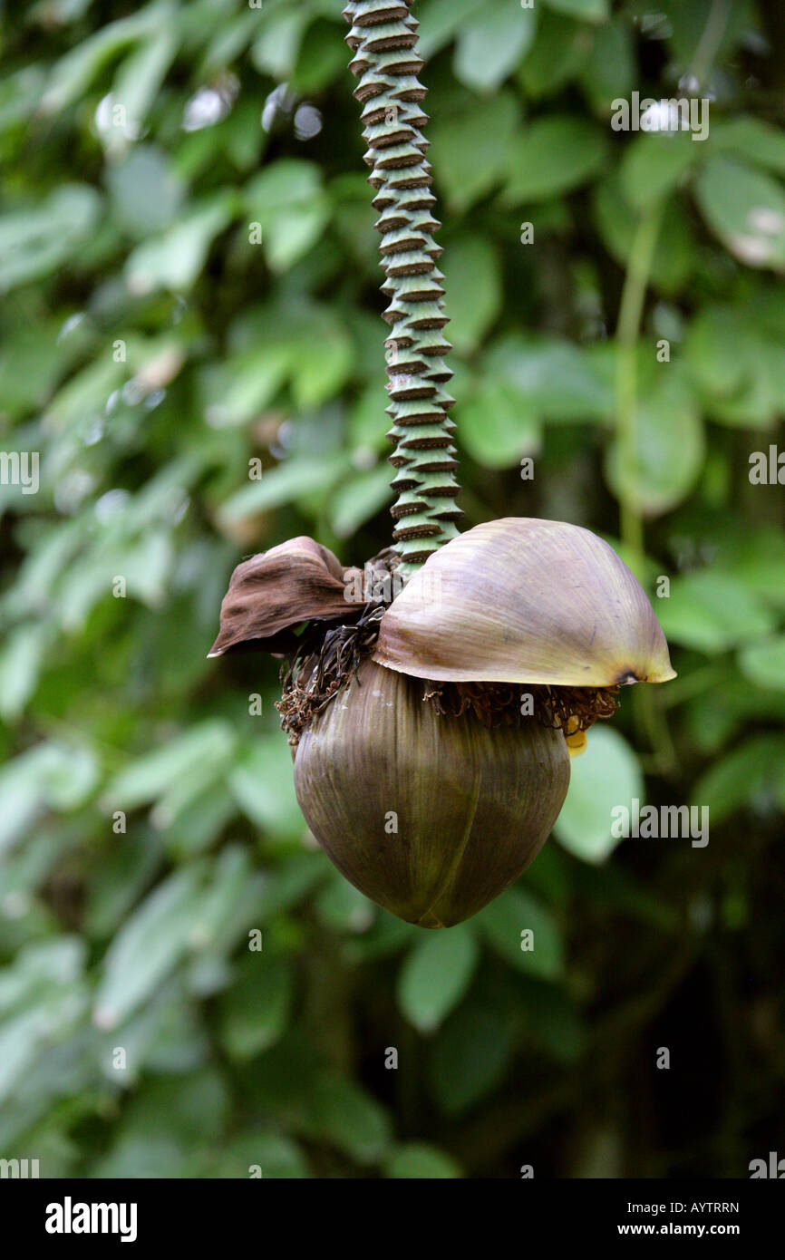 Japanese Banana Musa basjoo aka Hardy Fiber Banana, Japanese Fiber