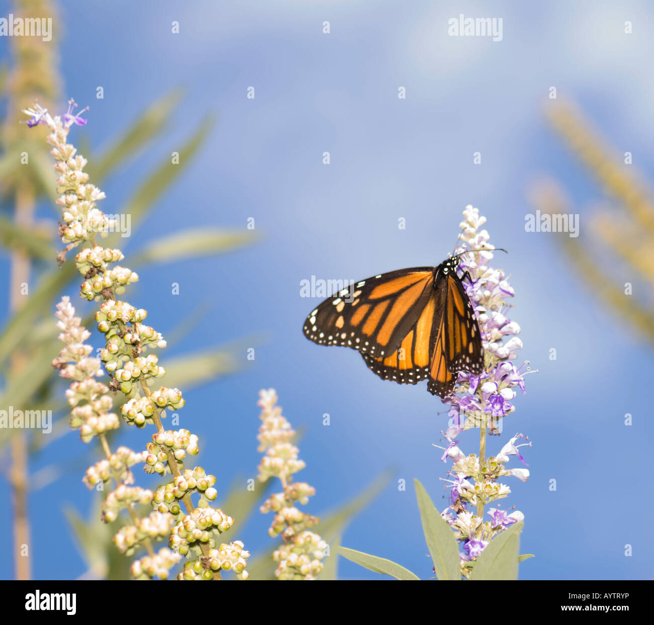 A Monarch Butterfly, Danaus plexippus, feeds on flowers in a municipal ...