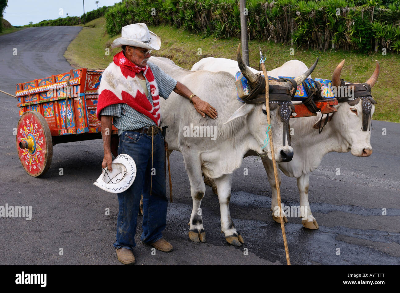 Old farmer petting oxen harnessed to a painted oxcart on road in Costa Rica Stock Photo