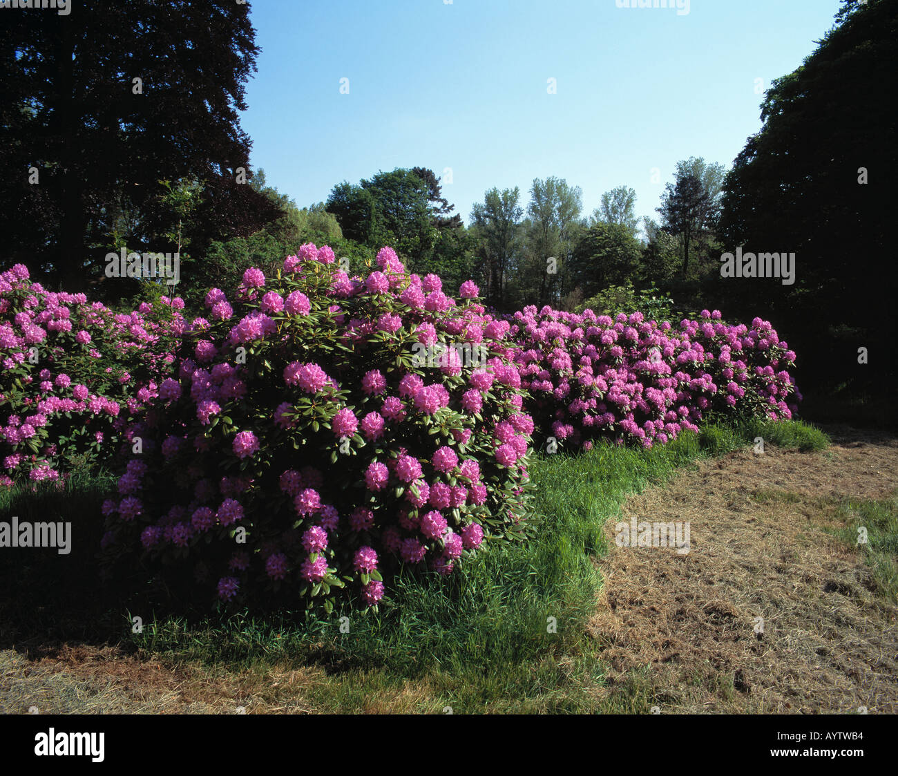 Schlosspark von Wasserschloss Heltorf im Fruehling, Duesseldorf-Angermund,  Rhein, Nordrhein-Westfalen Stock Photo - Alamy