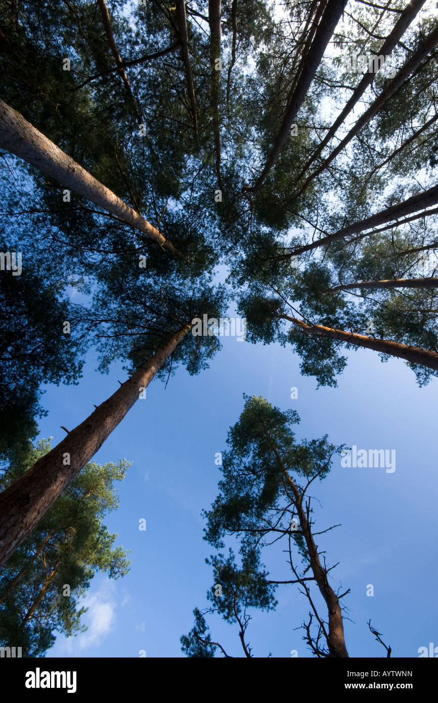 Distorted view of Pine trees Stock Photo Alamy