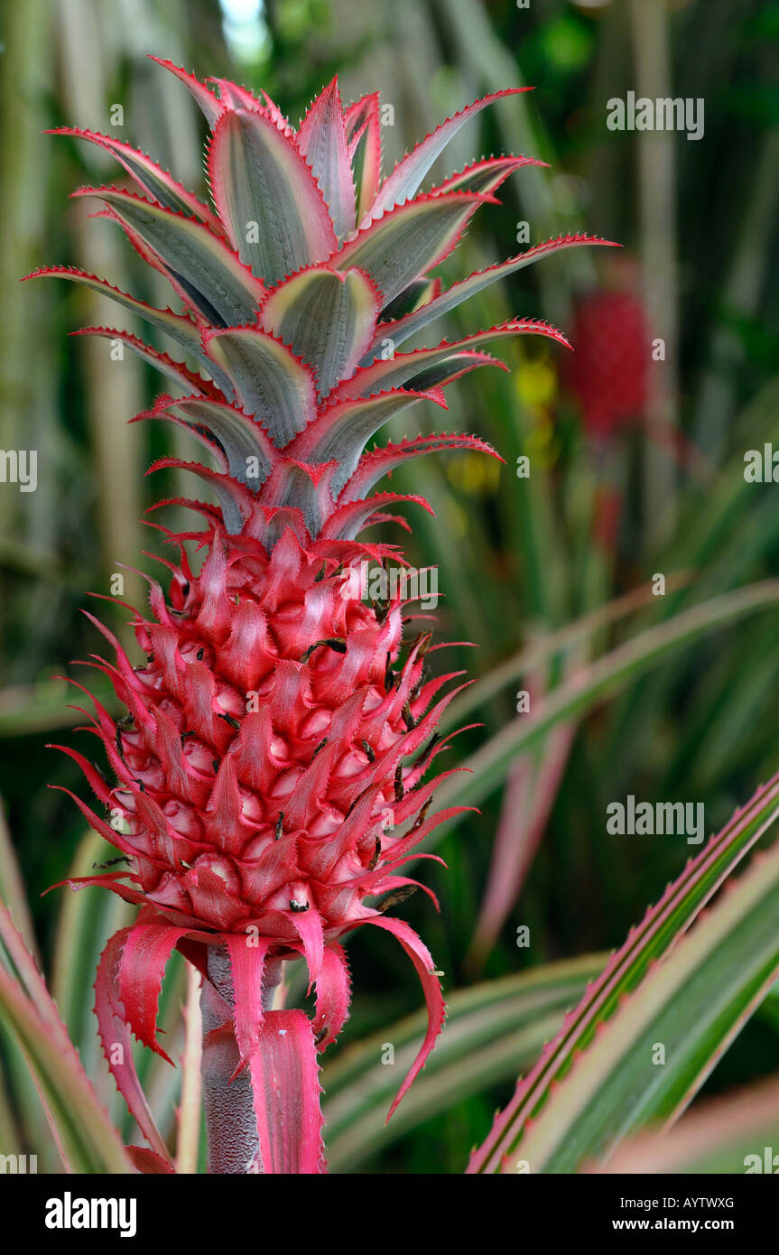 Close up of a red Ornamental Variegated Pineapple fruit Stock Photo