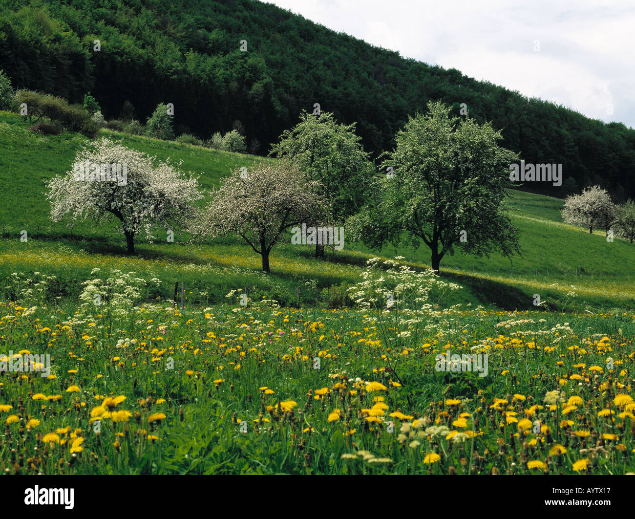 Fruehlingslandschaft, Wiesenlandschaft, Waldlandschaft, Baumbluete, bluehende Obstbaeume, Gruibingen, Schwaebische Alb, Baden-Wuerttemberg Stock Photo