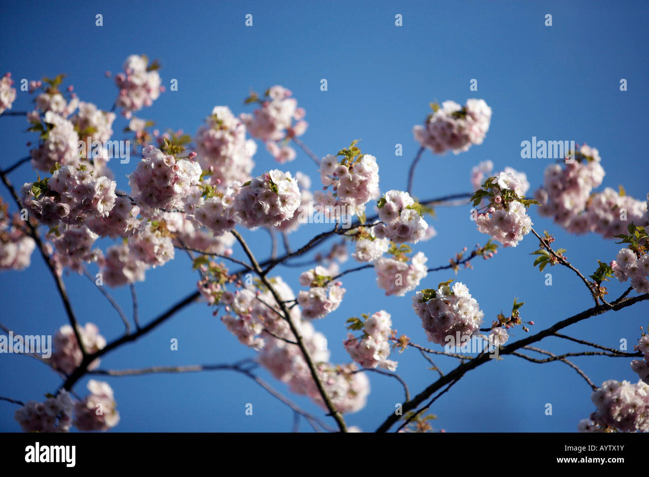 Cherry Blossom tree in full bloom Stock Photo - Alamy