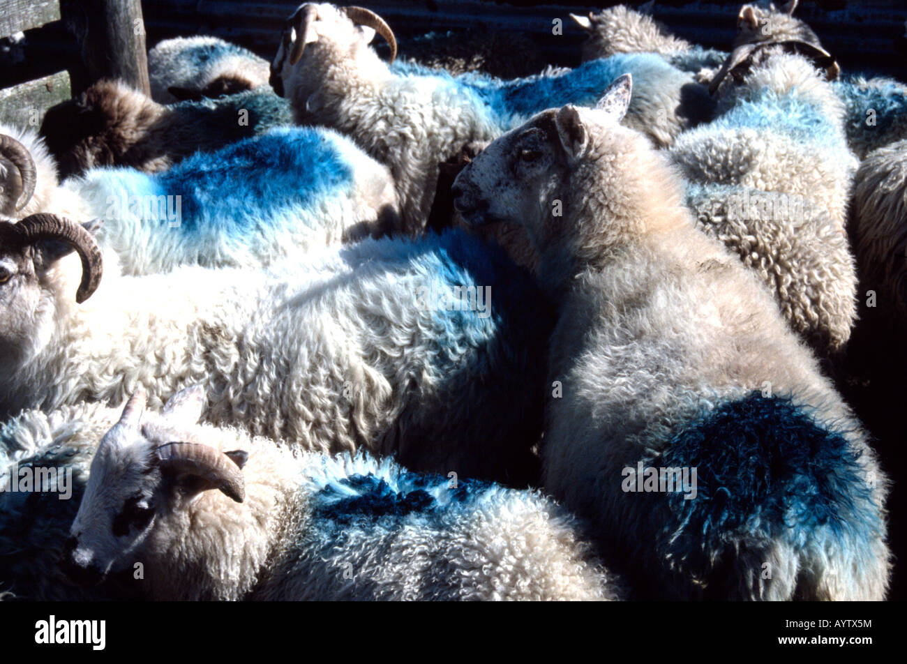 Sheep marking dye hires stock photography and images Alamy