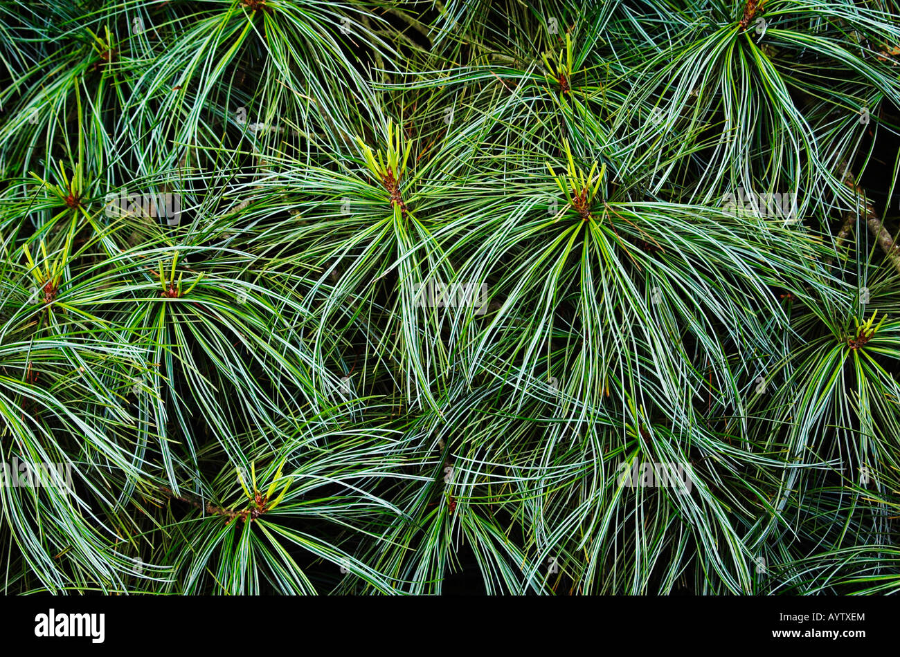 Pinus koraiensis Korean pine needles Stock Photo