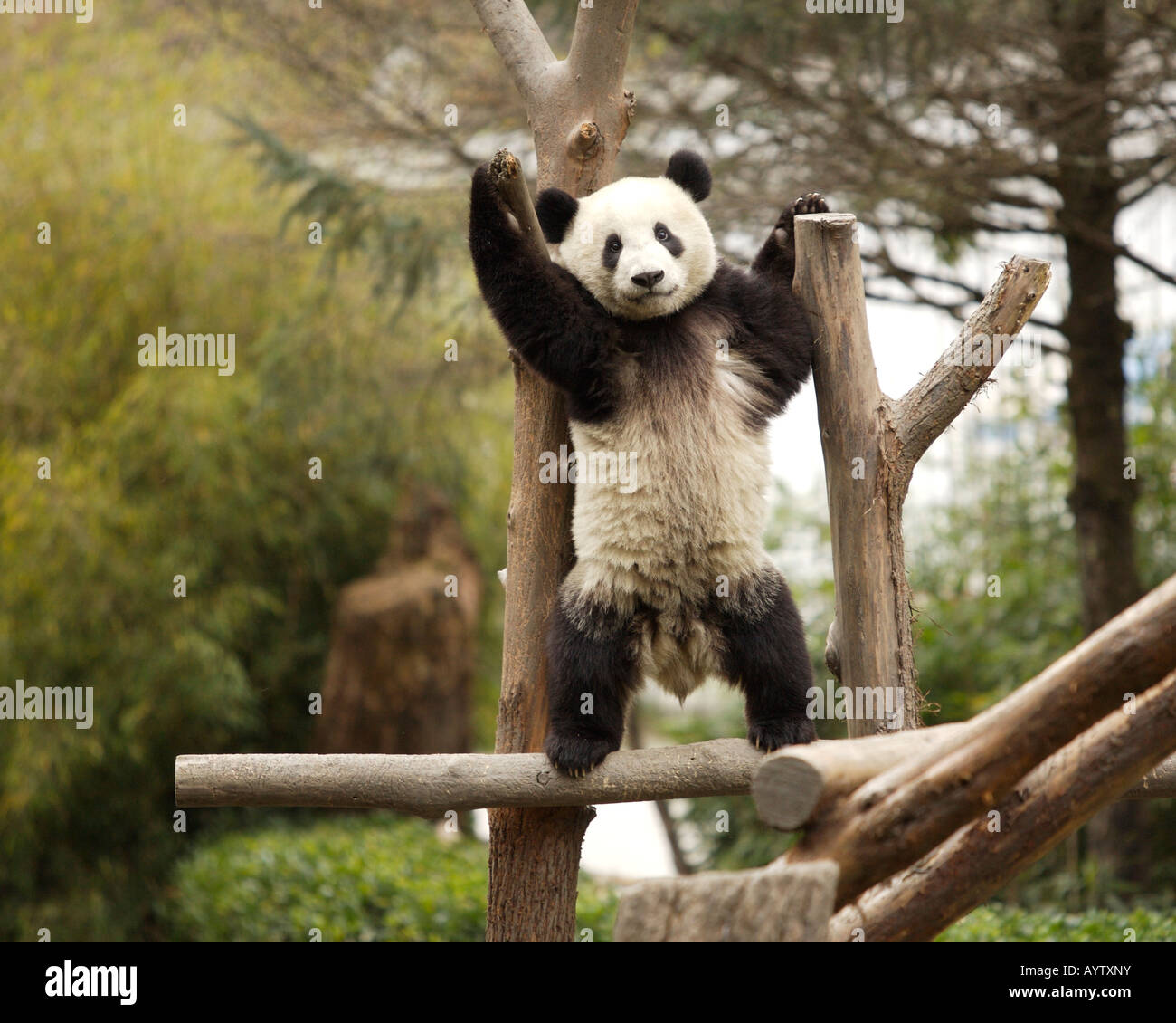 Giant Panda Standing in Tree, Wolong Breeding Center, Sichuan Province