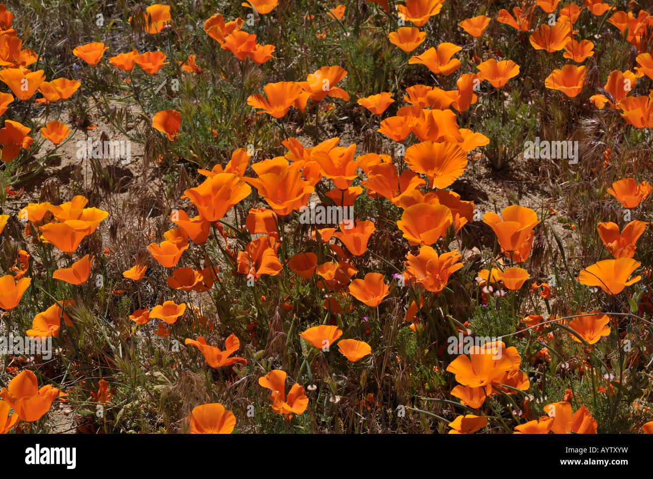 California Poppy Reserve Antelope Valley CA 080413 30176 Stock Photo