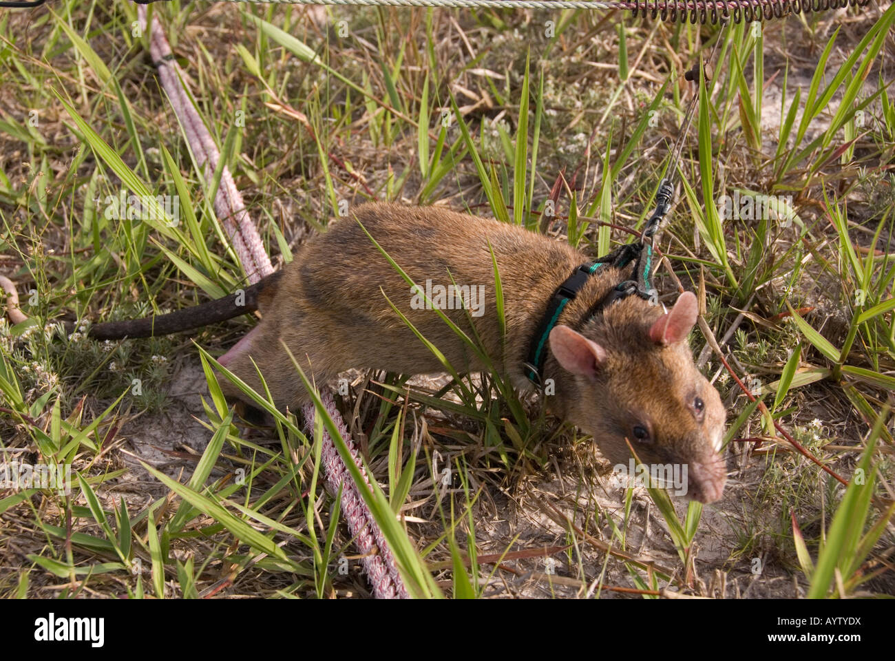 APOPO project in Mozambique , Training rats to sniff out landmines Stock Photo