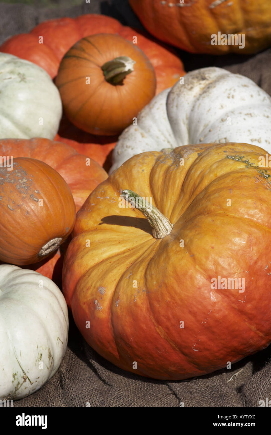 White pumpkins in the garden hi-res stock photography and images - Alamy