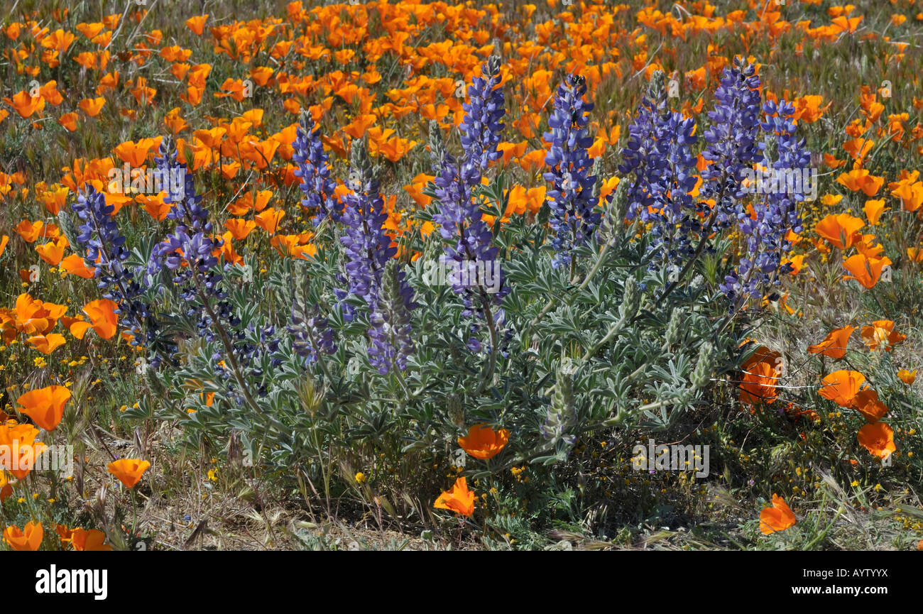 Lupine, California Poppies, Poppy Reserve Antelope Valley CA 080413 30197 Stock Photo