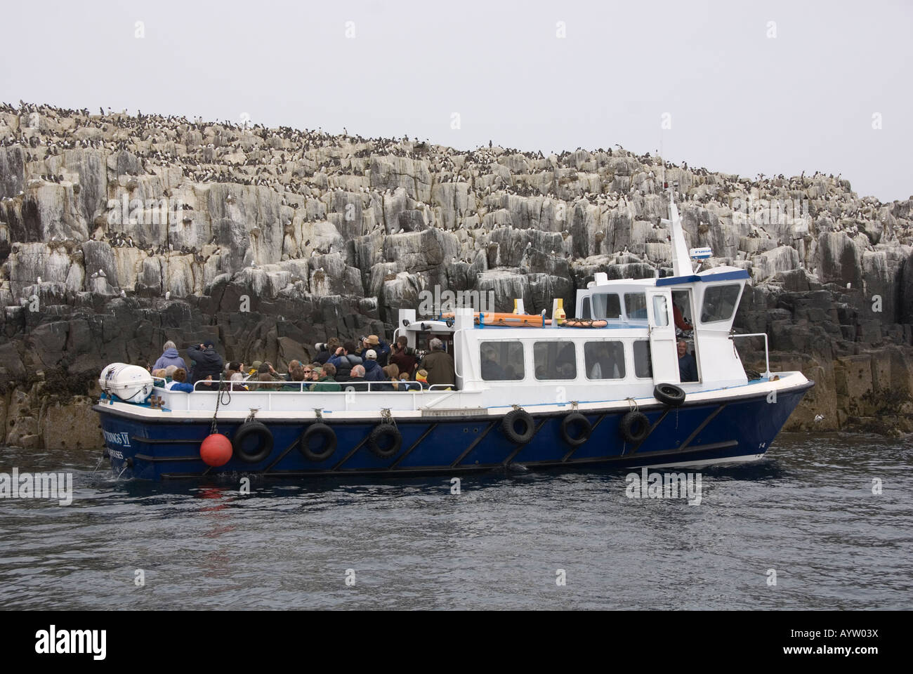boat trip with Billy Shiel at the Farne Islands, UK Stock Photo - Alamy