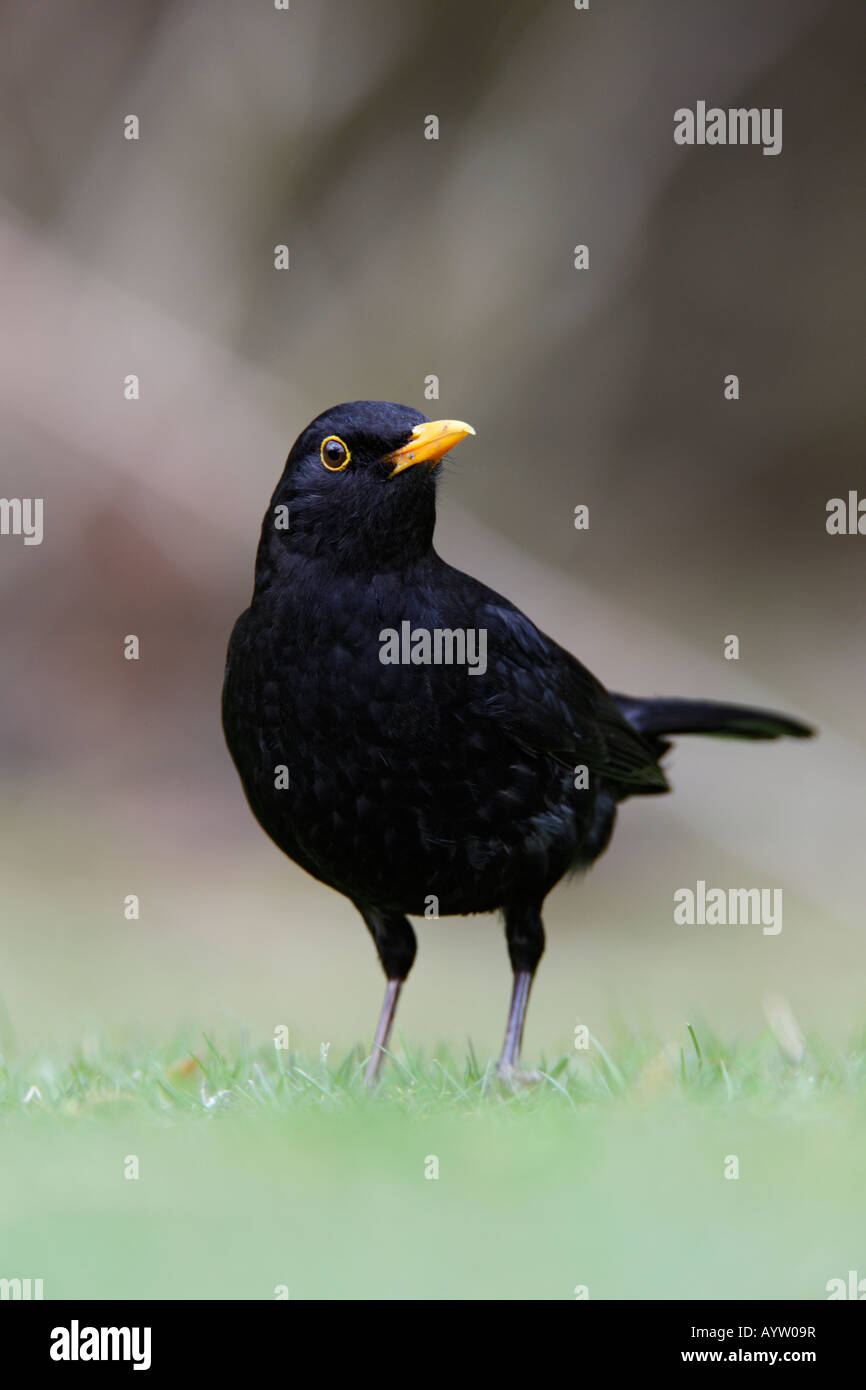 Blackbird Turdus merula on lawn low angle shot Potton Bedfordshire Stock Photo